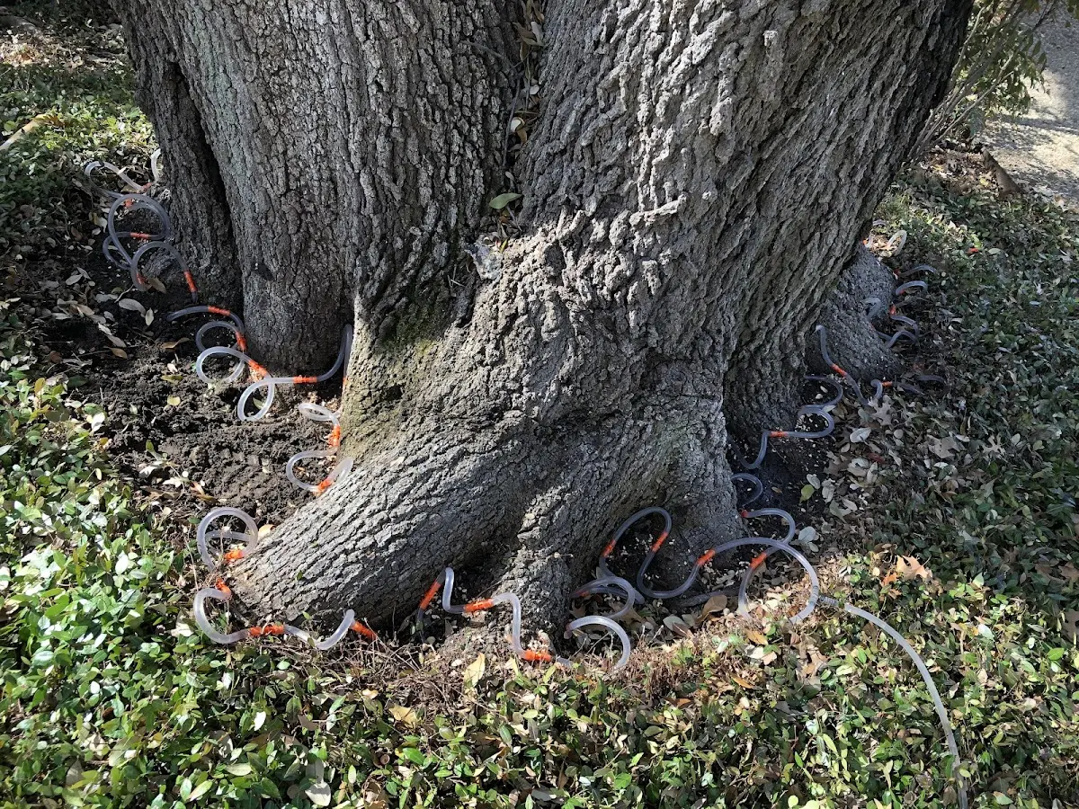 Detailed Tree Cabling and Bracing job site in Lennox