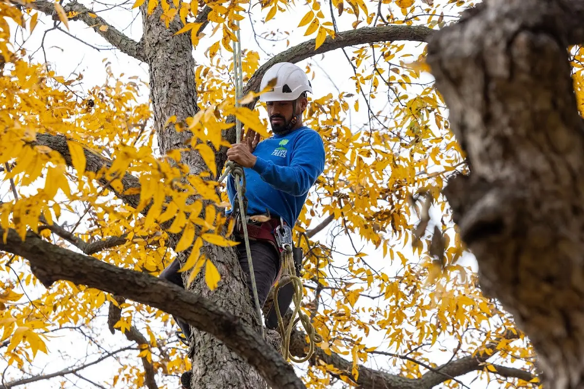 Skilled Tree Trimming crew working in Lennox
